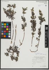 Foto von Salix repens subsp. repens L.